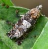 Eudemis sp.